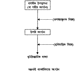 ম্যাকলের তত্ত্ব